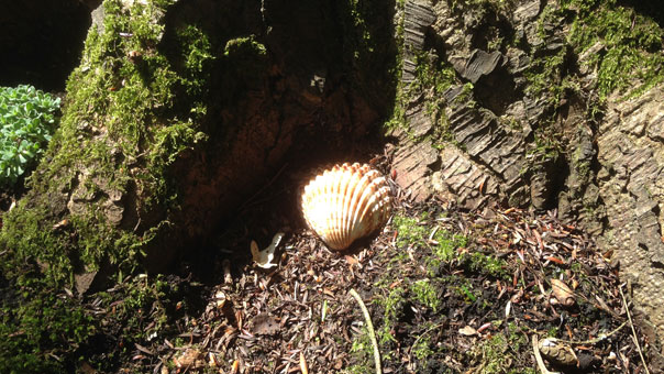 shell