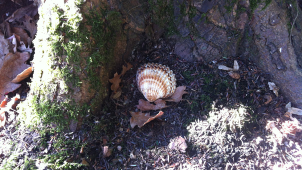 shell